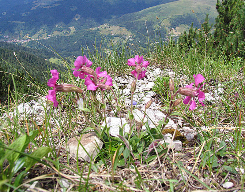 Silene elisabethae  / Silene di Elisabetta